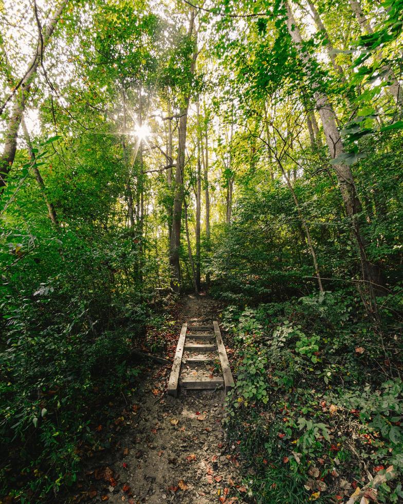 Holzweg im Wald foto