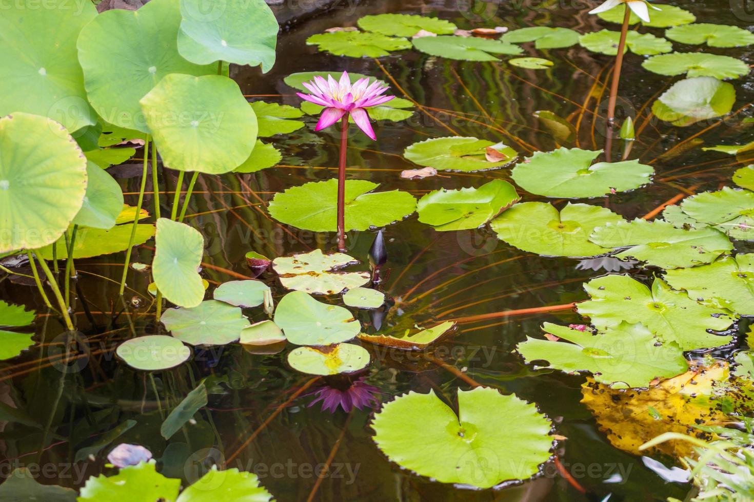 Seerose oder Lotusblüte im Gartenteich foto