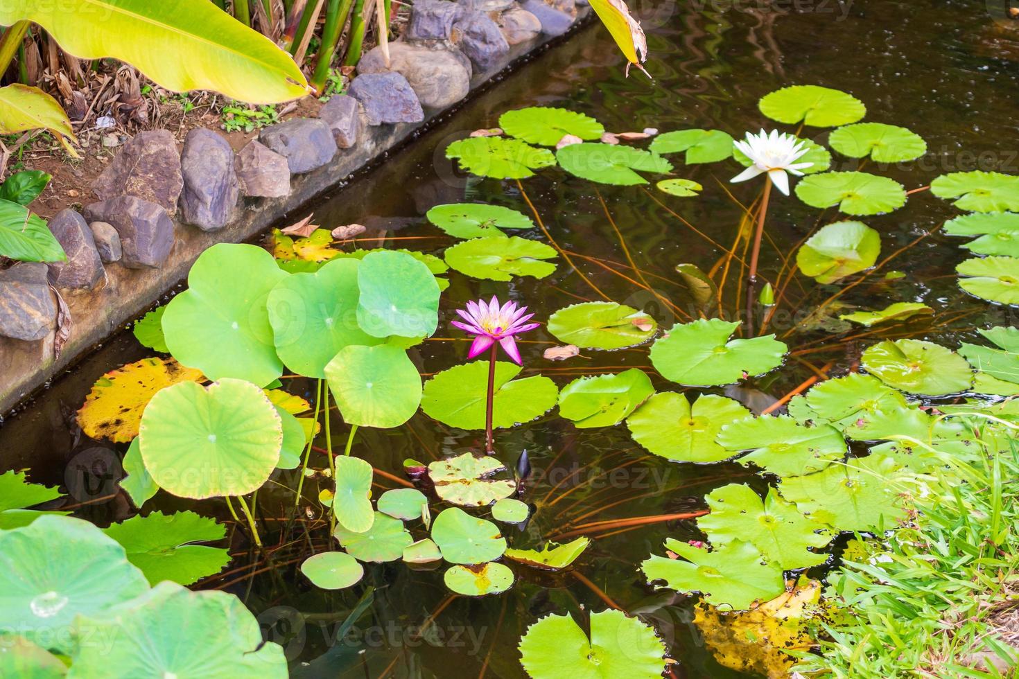 Seerose oder Lotusblüte im Gartenteich foto