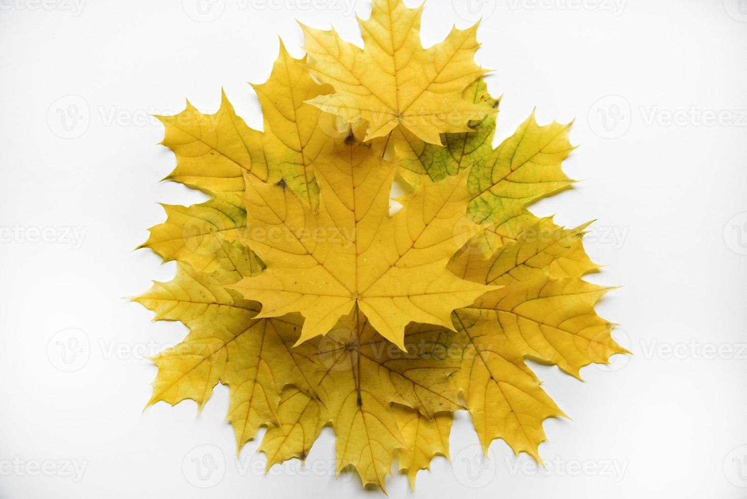 Gelbe und grüne Ahornblätter auf einer weißen Hintergrundnahaufnahme. herbarblätter. schöne Ahornblätter im Herbst. foto