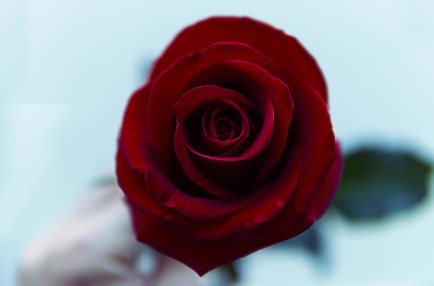Draufsicht auf rote Rose foto