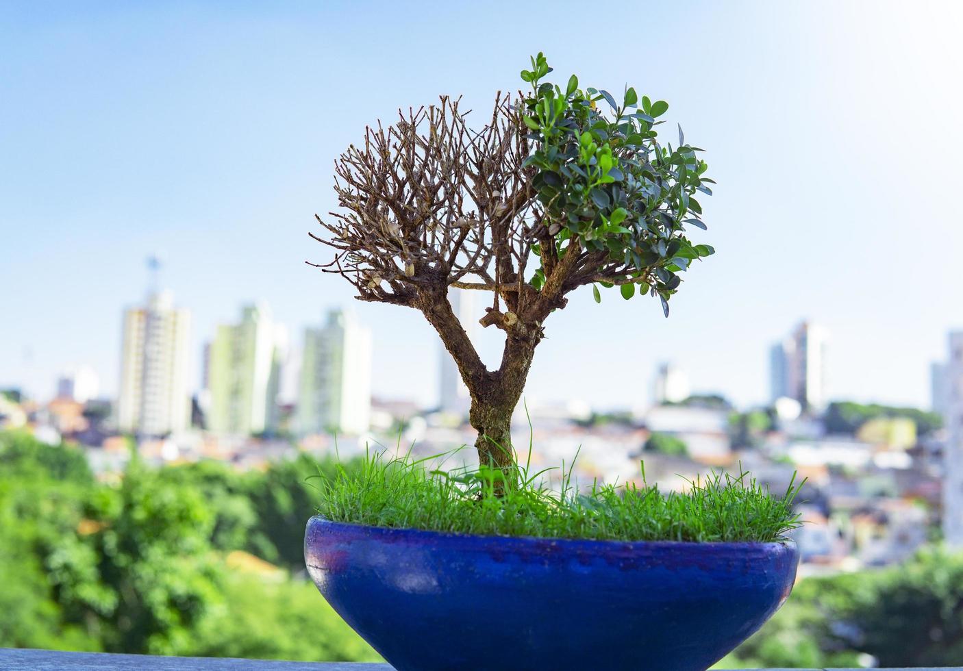 Bonsai-Baum, der in der Stadt wächst foto