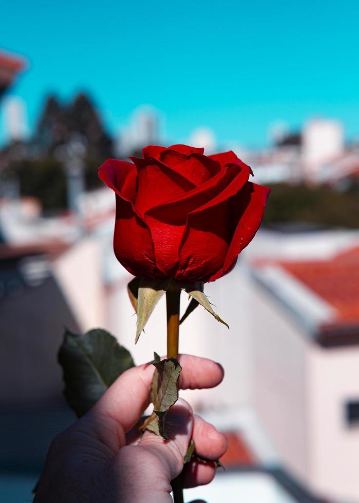 Person, die eine Rose in einer Stadt hält foto