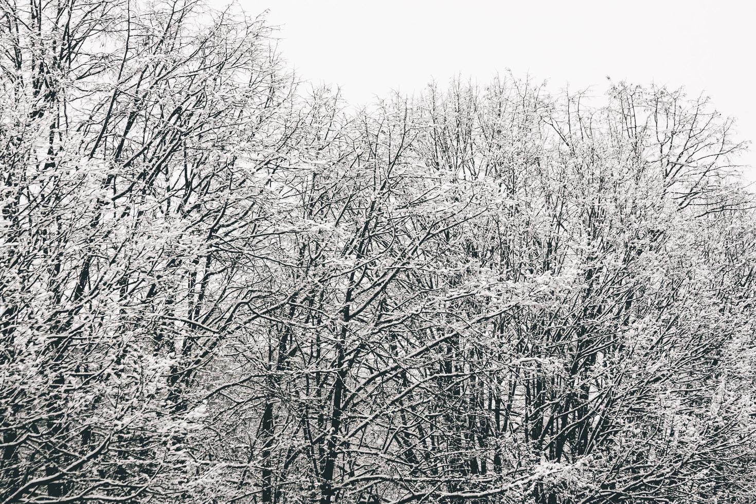 kahle Bäume mit Schnee bedeckt foto