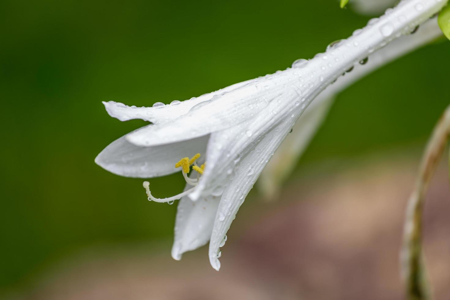 Nahaufnahme der weißen Blume mit Tautropfen foto