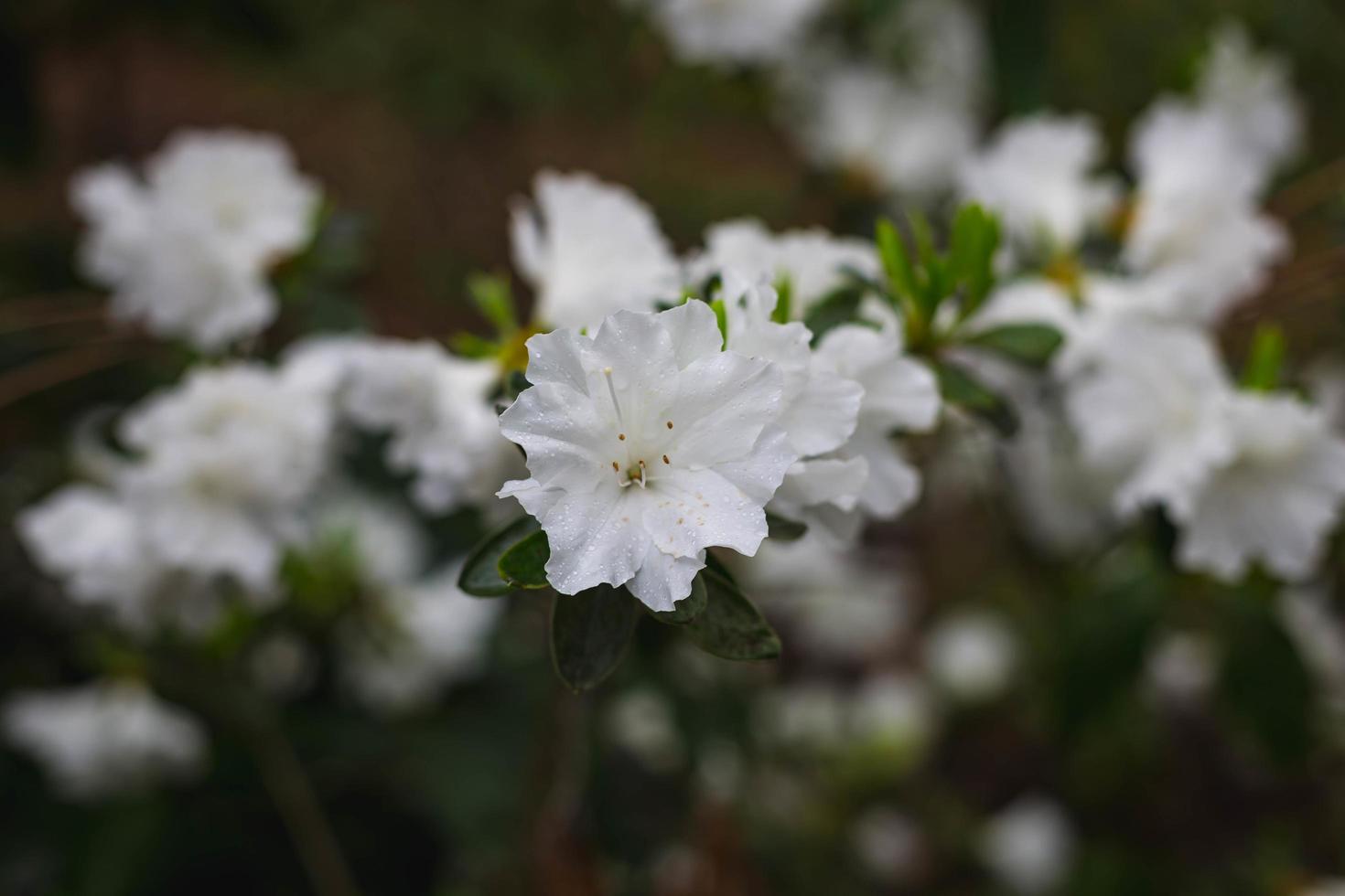 Nahaufnahme von weißen Blumen foto