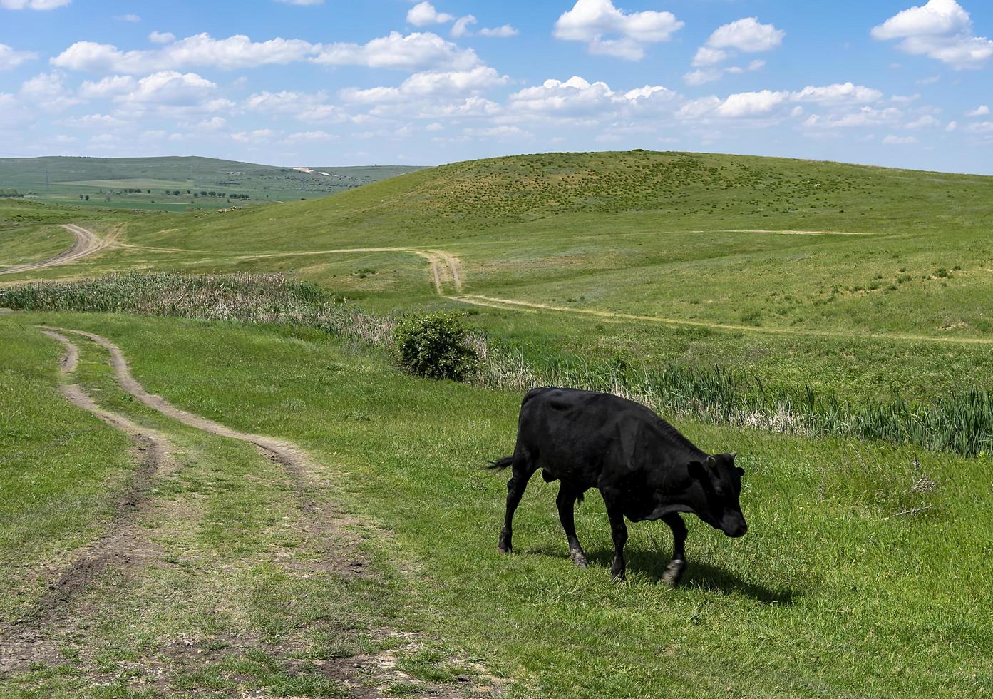 schwarzer Stier auf dem Hintergrund einer Landschaft mit grünem Gras foto