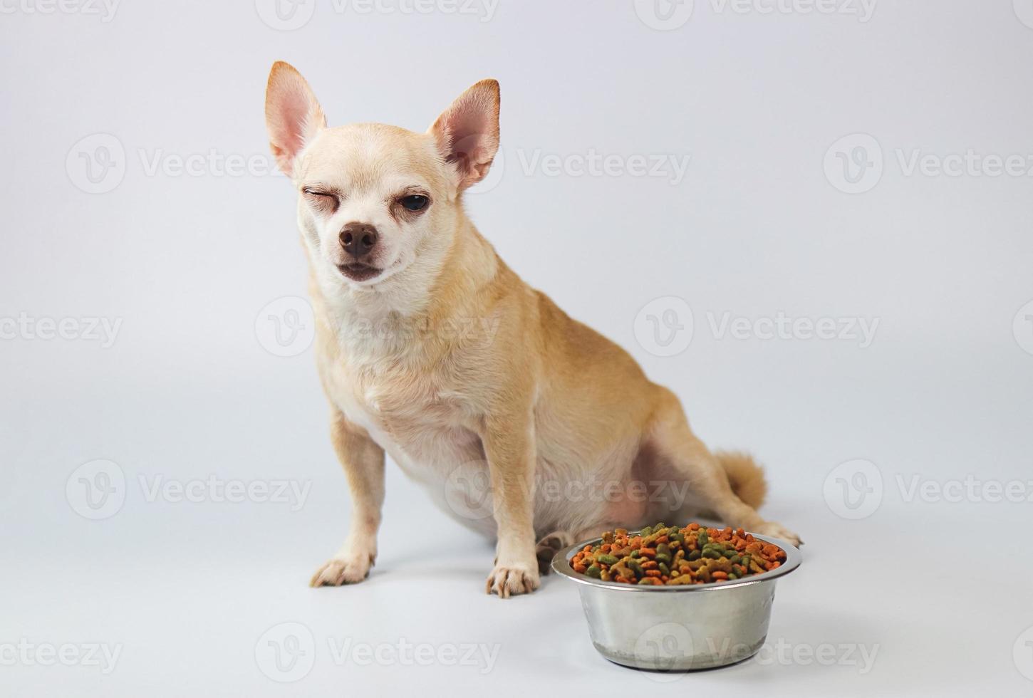 brauner Chihuahua-Hund mit kurzen Haaren, der neben der Hundefutterschüssel sitzt und sein Auge zwinkert und in die Kamera schaut und auf seine Mahlzeit wartet. Gesundheits- oder Verhaltenskonzept des Haustieres. foto