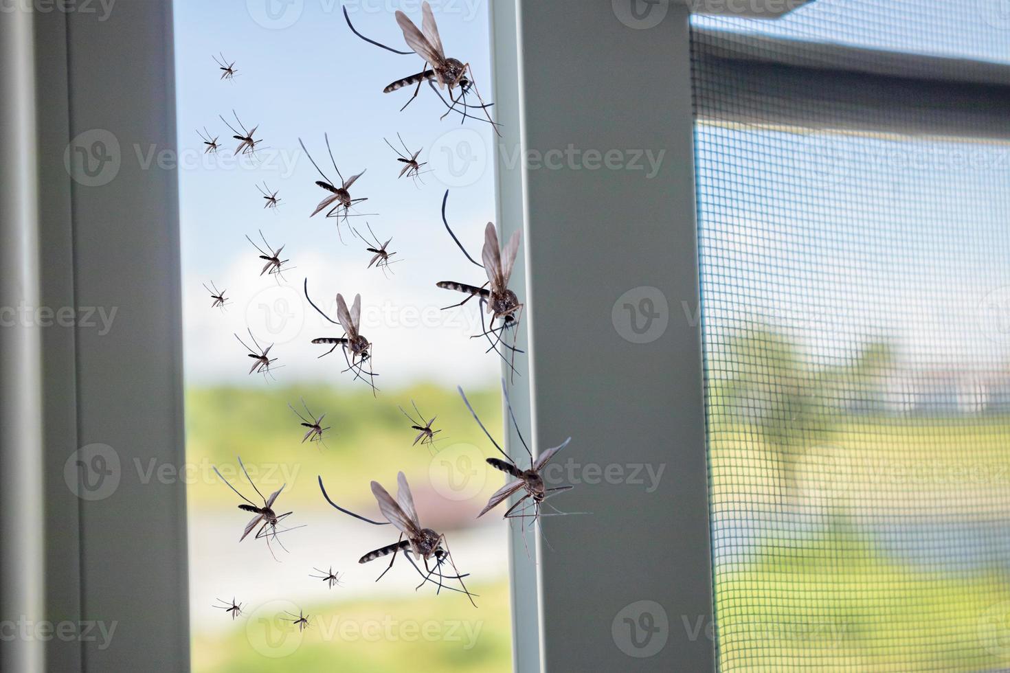 Viele Mücken flogen ins Haus, während das Insektennetz geöffnet wurde foto