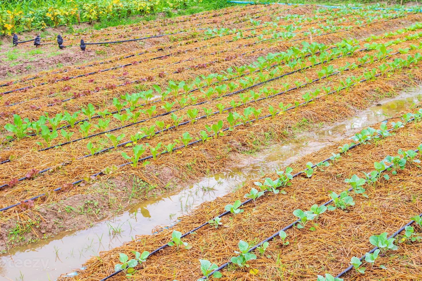 frische grüne Gemüsepflanze im Bio-Garten mit Wassertropfbewässerungssystem foto