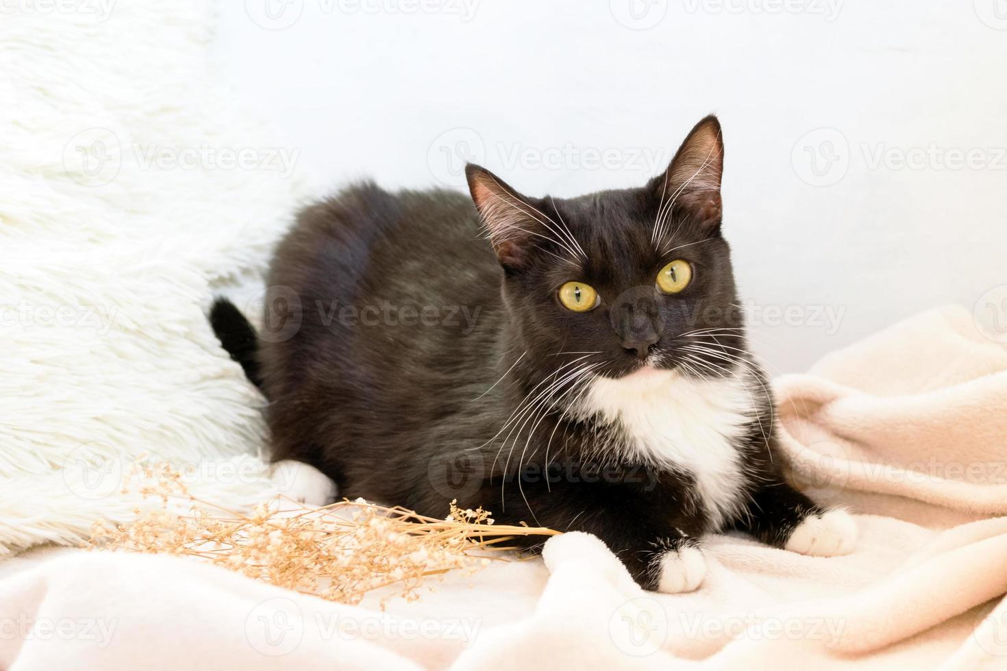 katze von schwarz-weißer farbe sitzt auf beige weichem plaid mit kleinem zweig von gypsophila. Konzept der Frühlingsferien. foto