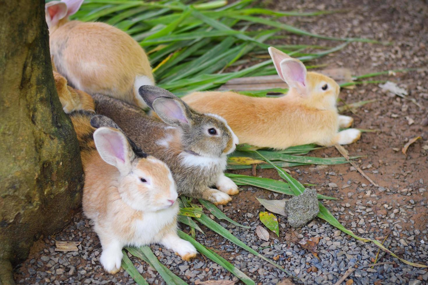 süßes Kaninchen im Zoo. Haustier-Tier-Konzept foto