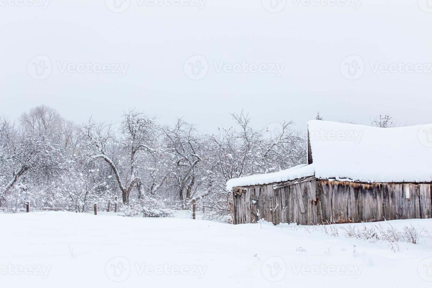 Winterapfelgarten mit alter grauer Holzscheune foto