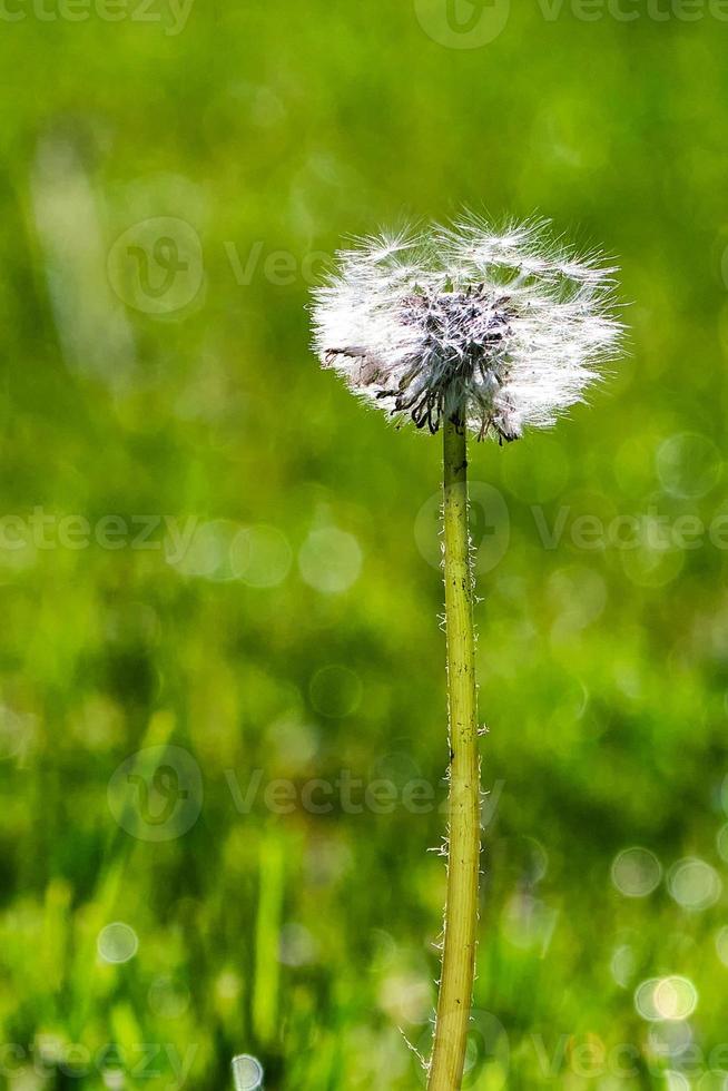 Löwenzahn-Pappas bereit, vom Wind weggetragen zu werden, um sich zu reproduzieren foto