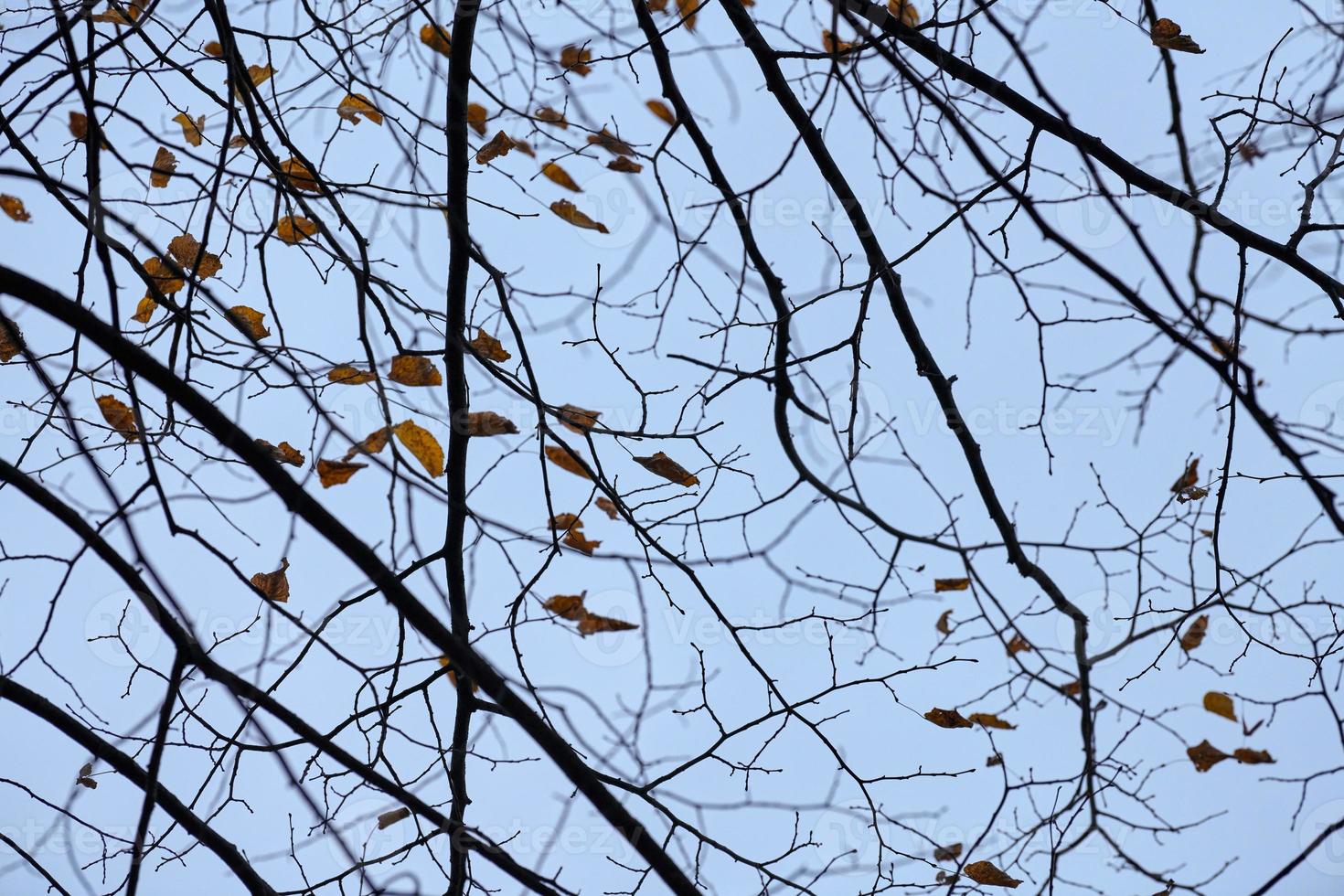 Herbstzweige mit abgefallenen Blättern foto