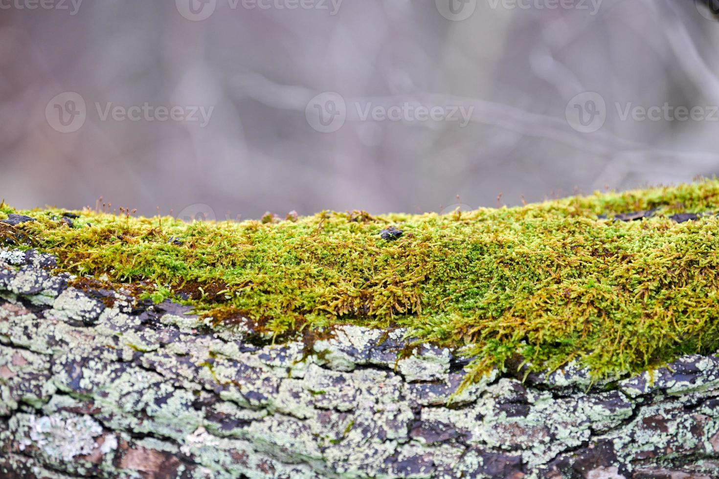 Hellgrünes Moos, das den Baumstamm im Wald bedeckt foto