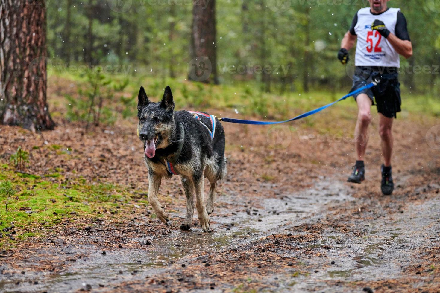 Canicross-Mushing-Hunderennen foto