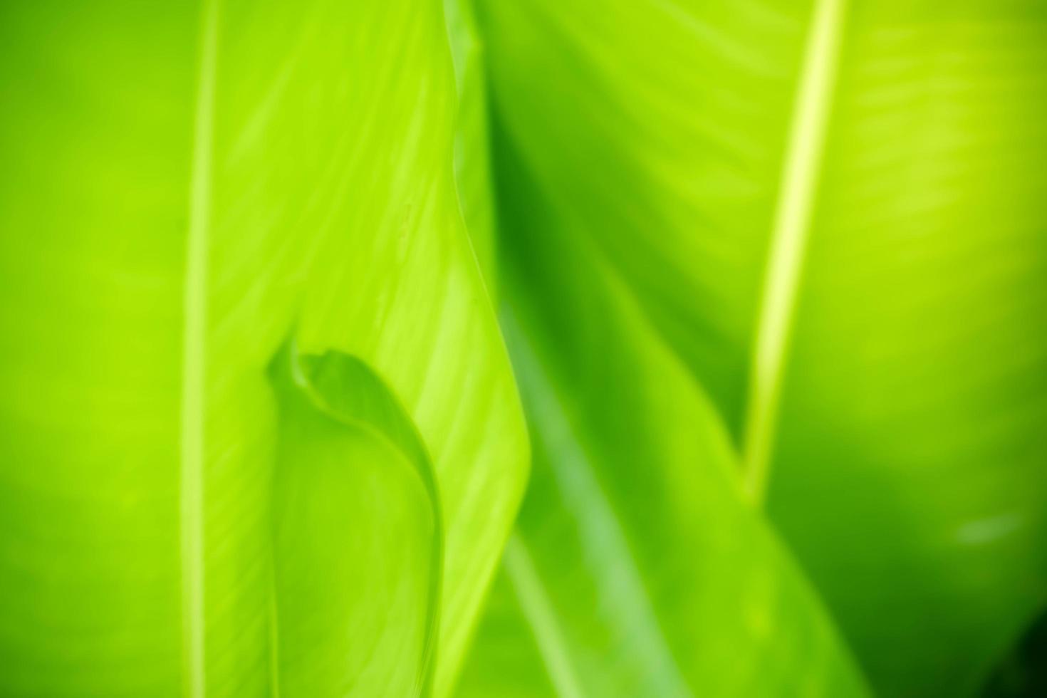 abstrakter Hintergrund Natur des grünen Blattes auf unscharfem grünem Hintergrund im Garten. natürliche grüne Blätter Pflanzen, die als Deckblatt für den Frühlingshintergrund verwendet werden, Grün, Umwelt, Ökologie, lindgrüne Tapete foto