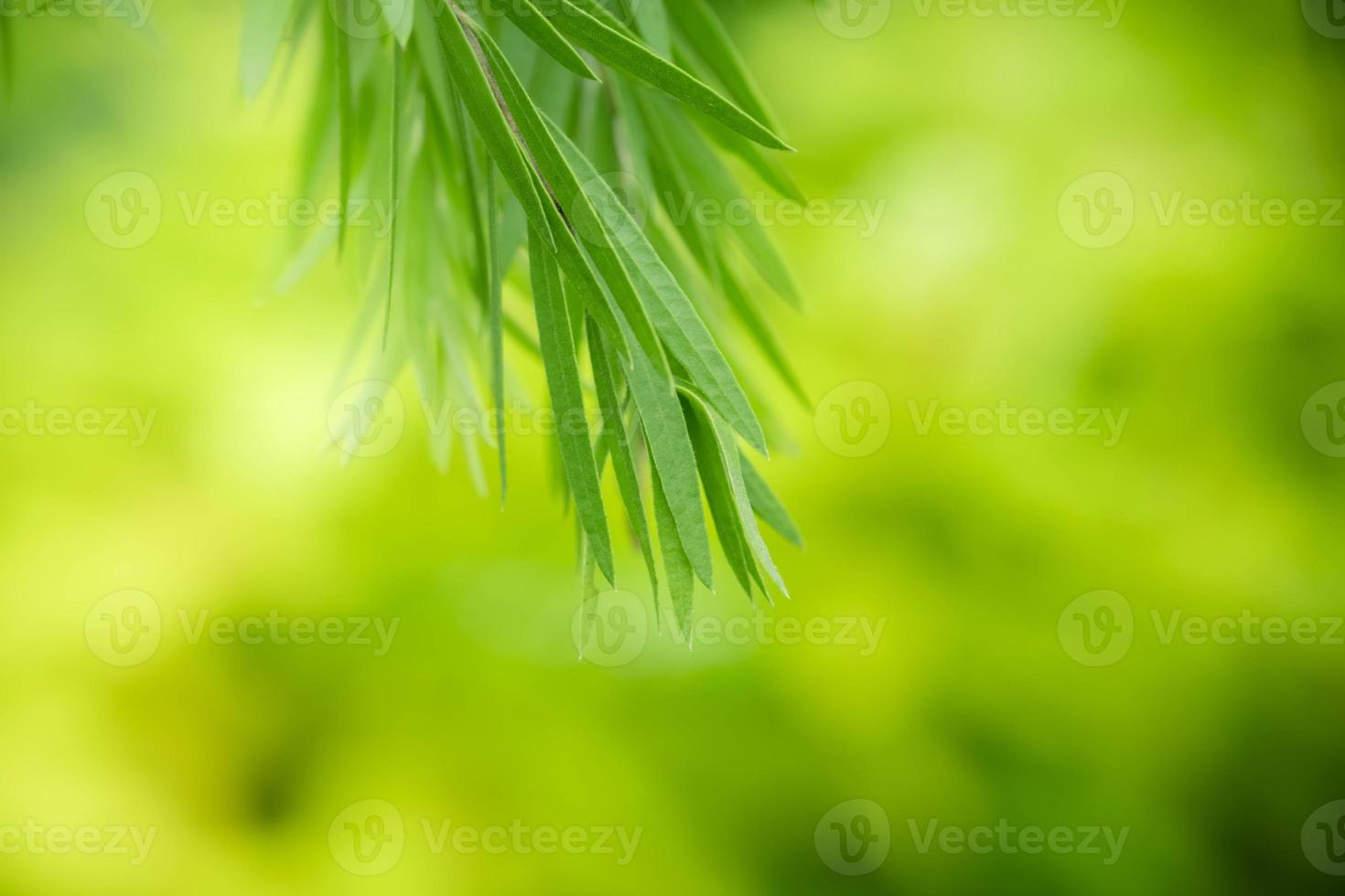 Nahaufnahme der frischen Naturansicht des grünen Blattes auf unscharfem grünem Hintergrund im Garten. natürliche grüne Blätter Pflanzen, die als Deckblatt für den Frühlingshintergrund verwendet werden, Grün, Umwelt, Ökologie, lindgrüne Tapete foto