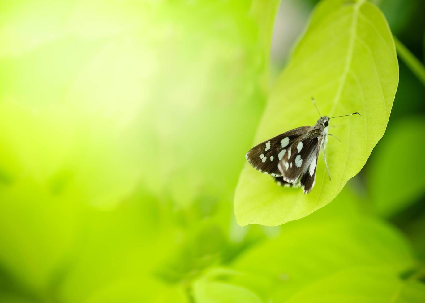 Nahaufnahme der Natur des Schmetterlings des grünen Blattes auf unscharfem grünem Hintergrund im Garten. Natürliche grüne Blätter Pflanzen, die als Frühlingsdeckblatt Grün Umwelt Ökologie Lindgrüne Tapete verwendet werden foto