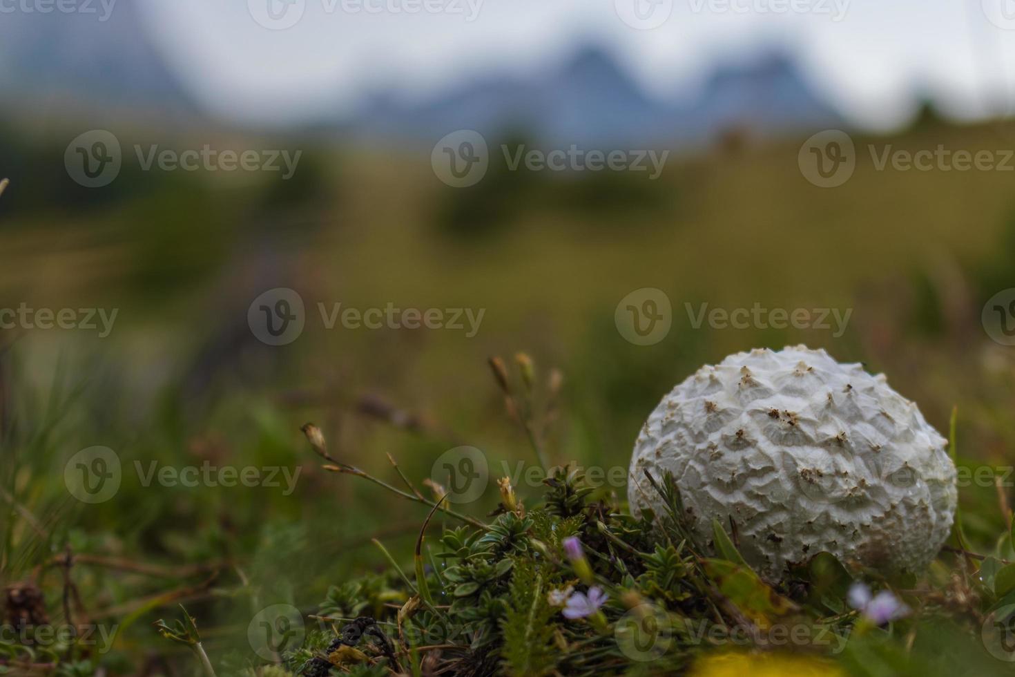 kleiner pilz in den stavna-bergen. Makrofoto des schönen Pilzes foto