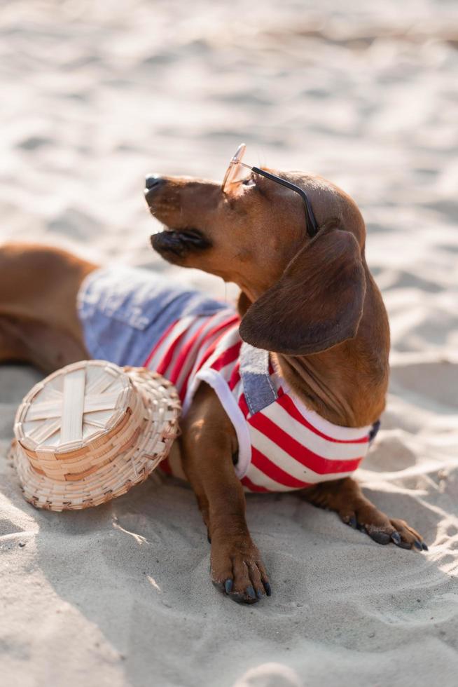 zwergdachshund in einem gestreiften hundeoverall, sonnenbrille und strohhut sonnt sich an einem sandstrand. Hundereisender, Blogger, Blogger-Reisender. Hund geht gerne an der frischen Luft spazieren. foto