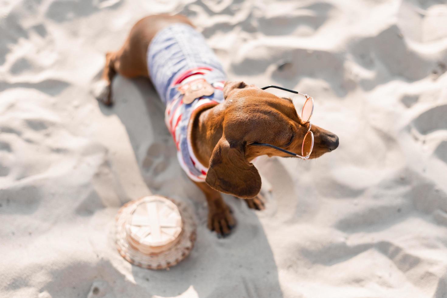 Zwergdackel in einem gestreiften Hundeoverall und einer roten Mütze sonnt sich an einem Sandstrand. Hundereisender, Blogger, Reiseblogger. Hund genießt einen Spaziergang an der frischen Luft im Freien. hochwertiges Foto