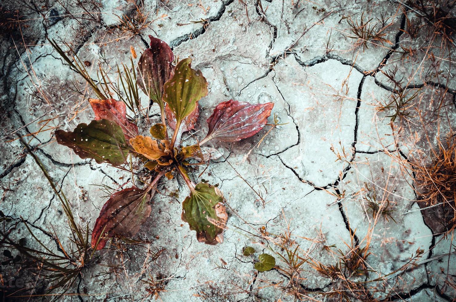 Plantago auf einem getrockneten grauen, rissigen Boden foto