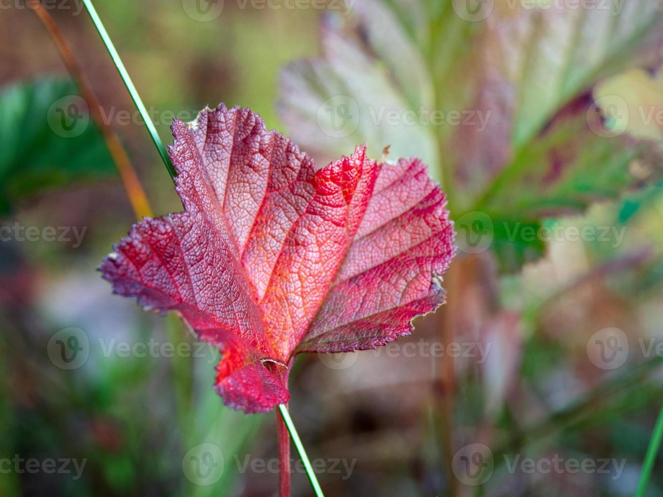 leuchtend rotes Pflanzenblatt auf einer Wiese an einem sonnigen Tag foto