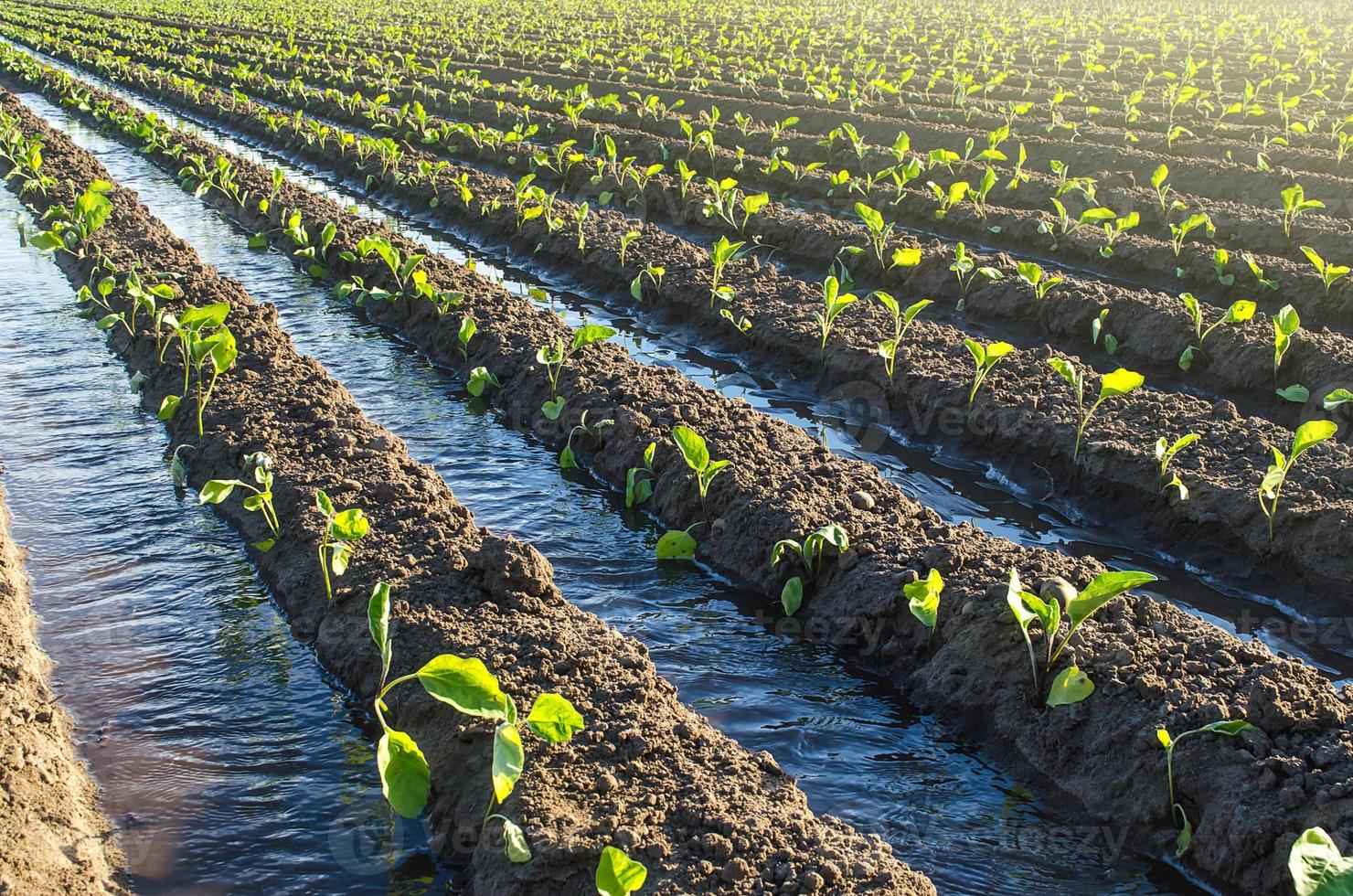 Die Pflanzung junger Auberginensetzlinge wird durch Bewässerungskanäle bewässert. europäischer bauernhof, landwirtschaft. Pflege von Pflanzen, Anbau von Nahrung. Landwirtschaft und Agribusiness. Agronomie. ländliche Landschaft foto