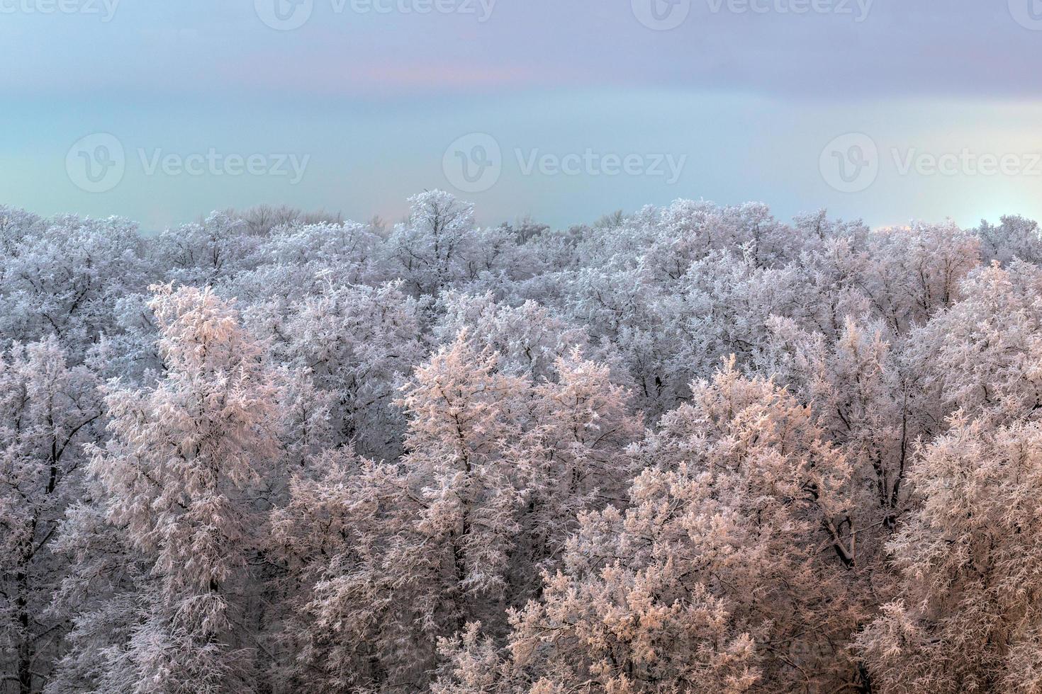 Spitze der gefrorenen Winterwaldlandschaft bei bewölktem Wetter mit weichem Licht foto