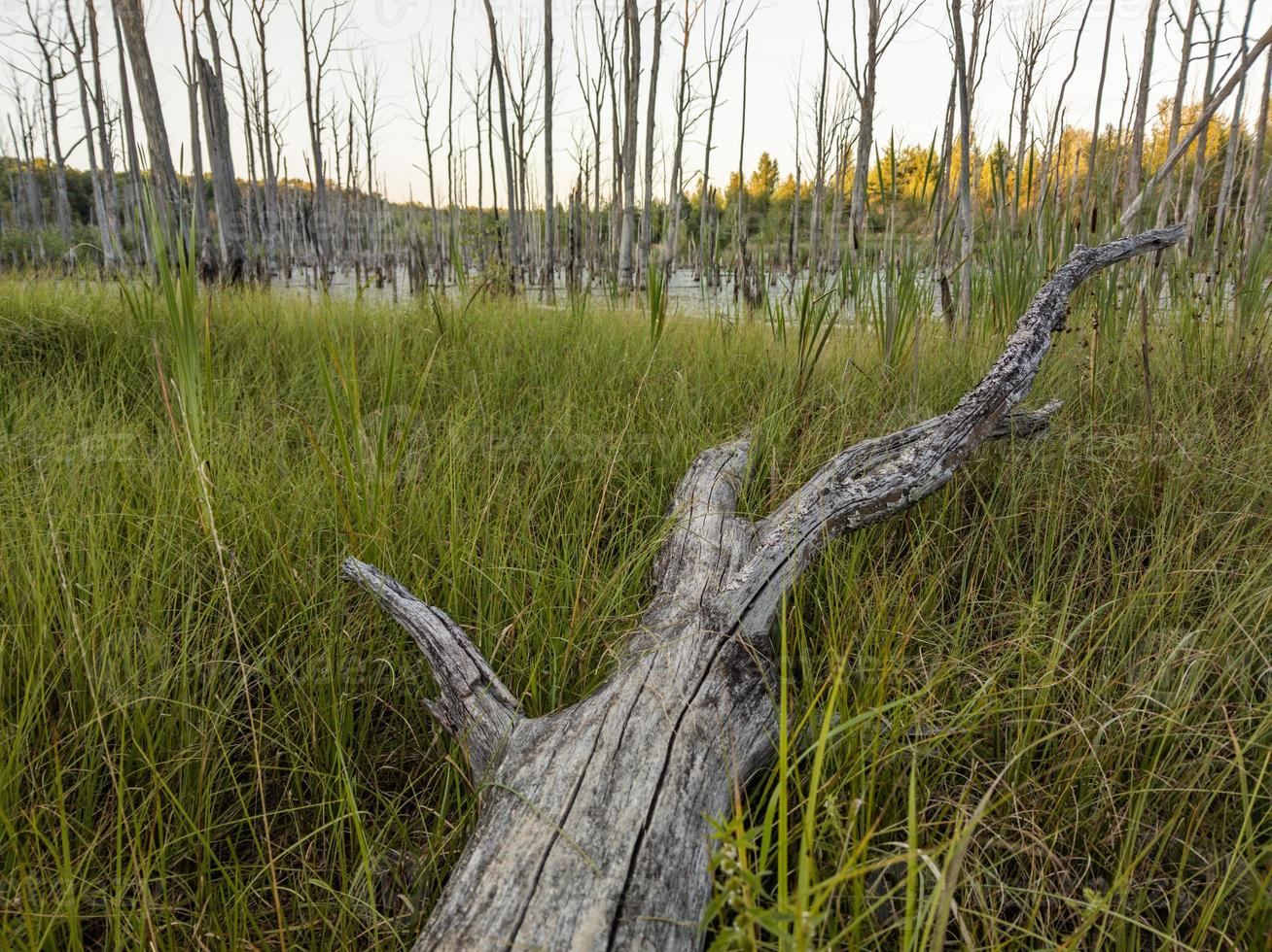 Morgen im Sommersumpf mit trockenem grauem Baumstamm im Vordergrund und verschwommenem Hintergrund - Weitwinkelaufnahme mit selektivem Fokus foto