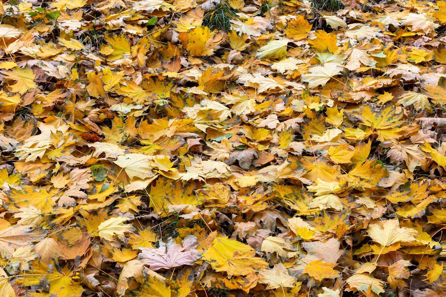 Gefallene Herbstahornblätter auf dem Boden im Vollbildhintergrund an bewölkten Tagen foto