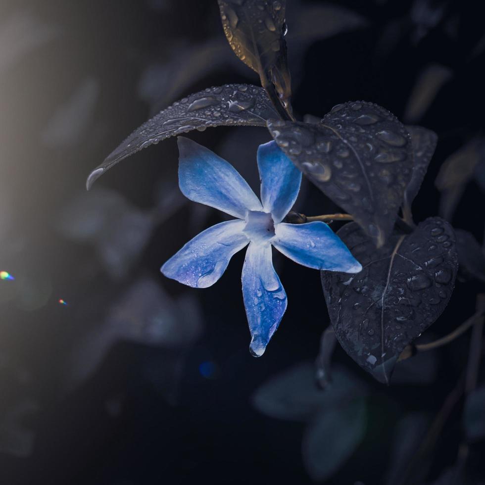 romantische blaue Blume im Garten im Frühling, dunkler Hintergrund foto