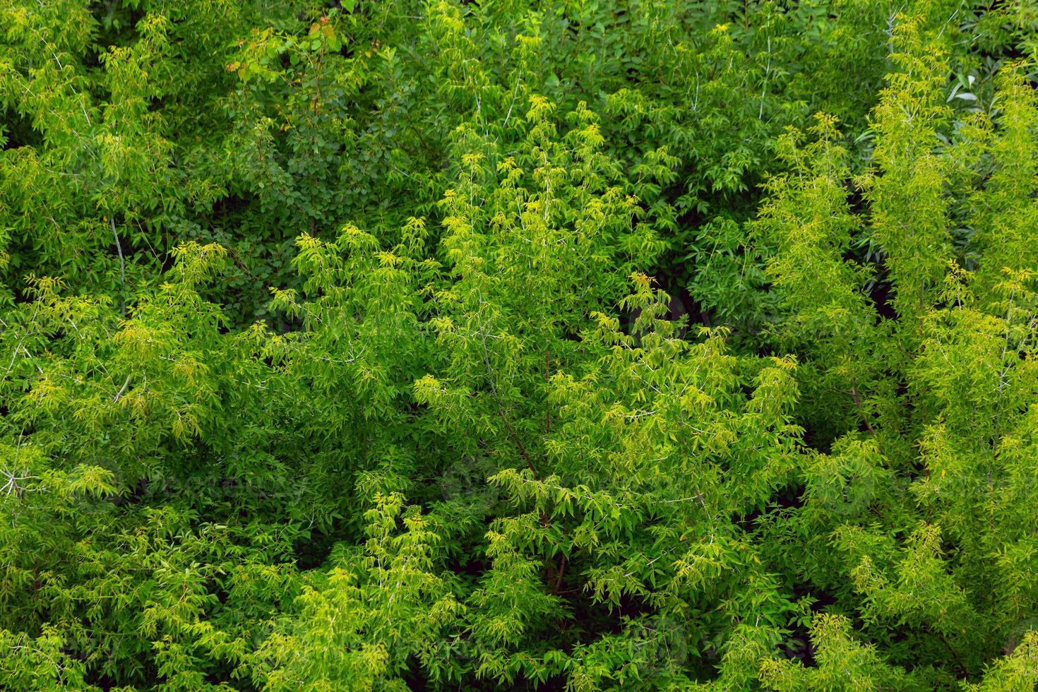 Spitze des Sommers grüner Eschenwald solider Laubmusterhintergrund foto