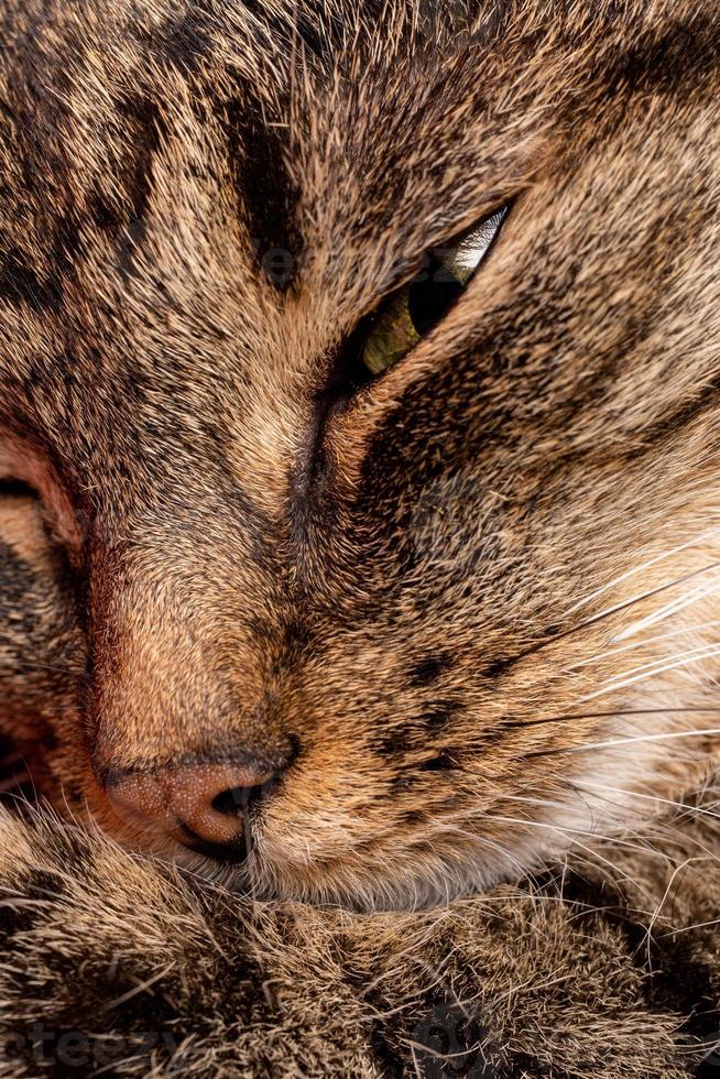 inländische Tabby-Katzengesichtsnahaufnahme mit selektivem Fokus foto