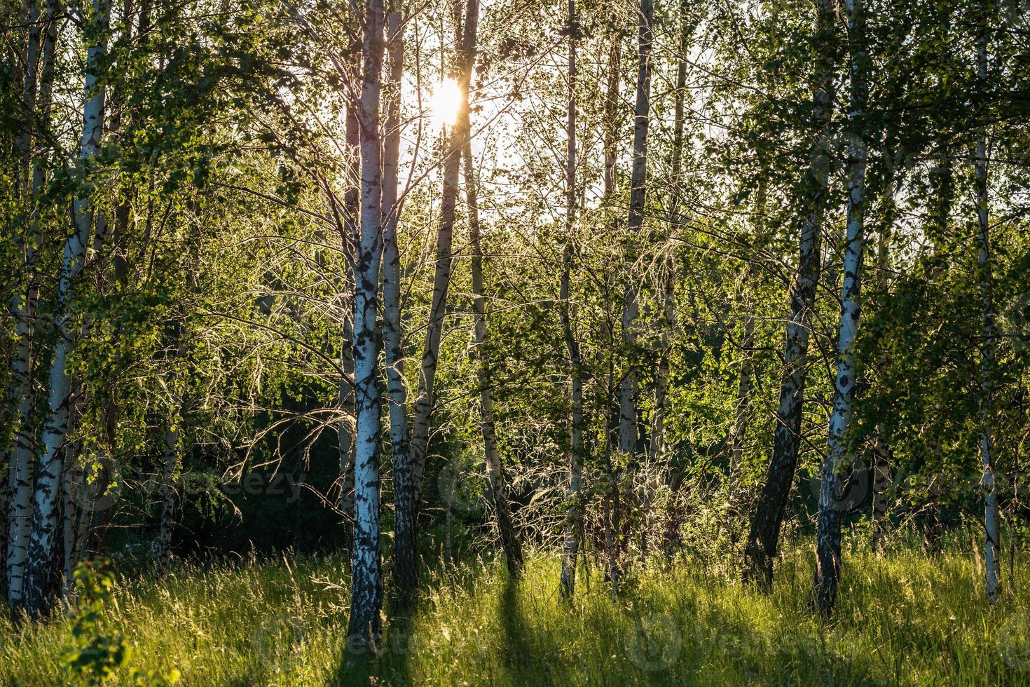 Spinnennetz auf Birken am Sommerabend im Wald mit selektivem Fokus foto