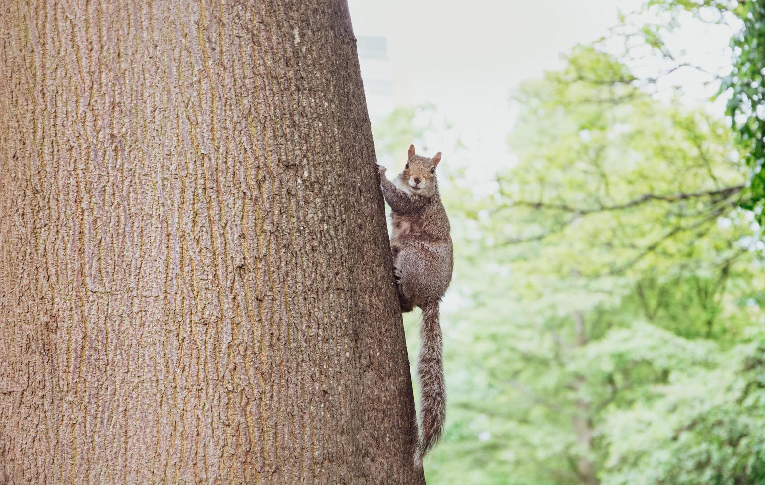 braunes Eichhörnchen auf einem Baum foto