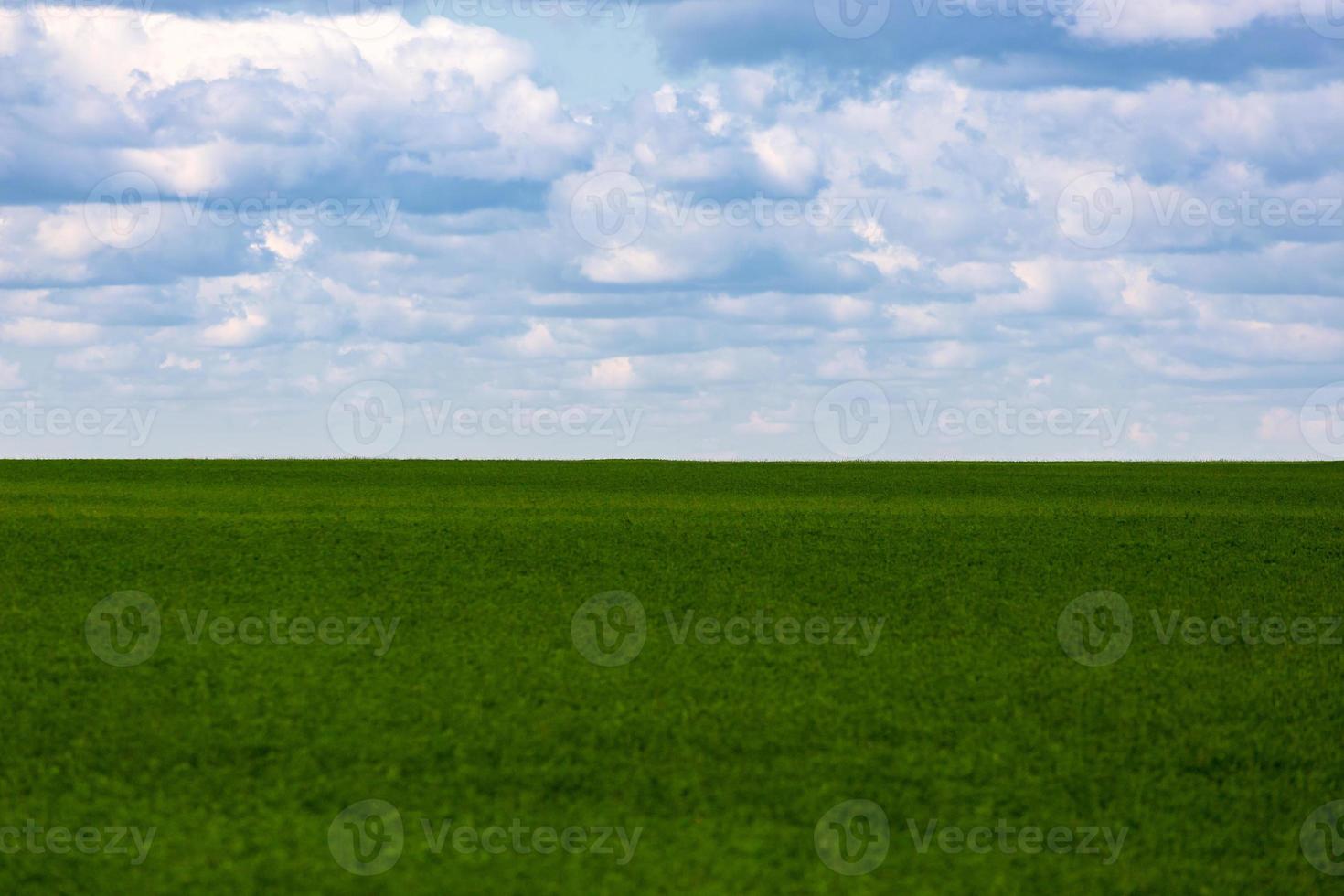 Flaches grünes Sojabohnenfeld mit bewölktem Himmel und Fokus auf Hintergrund mit optisch unscharfem Vordergrund foto