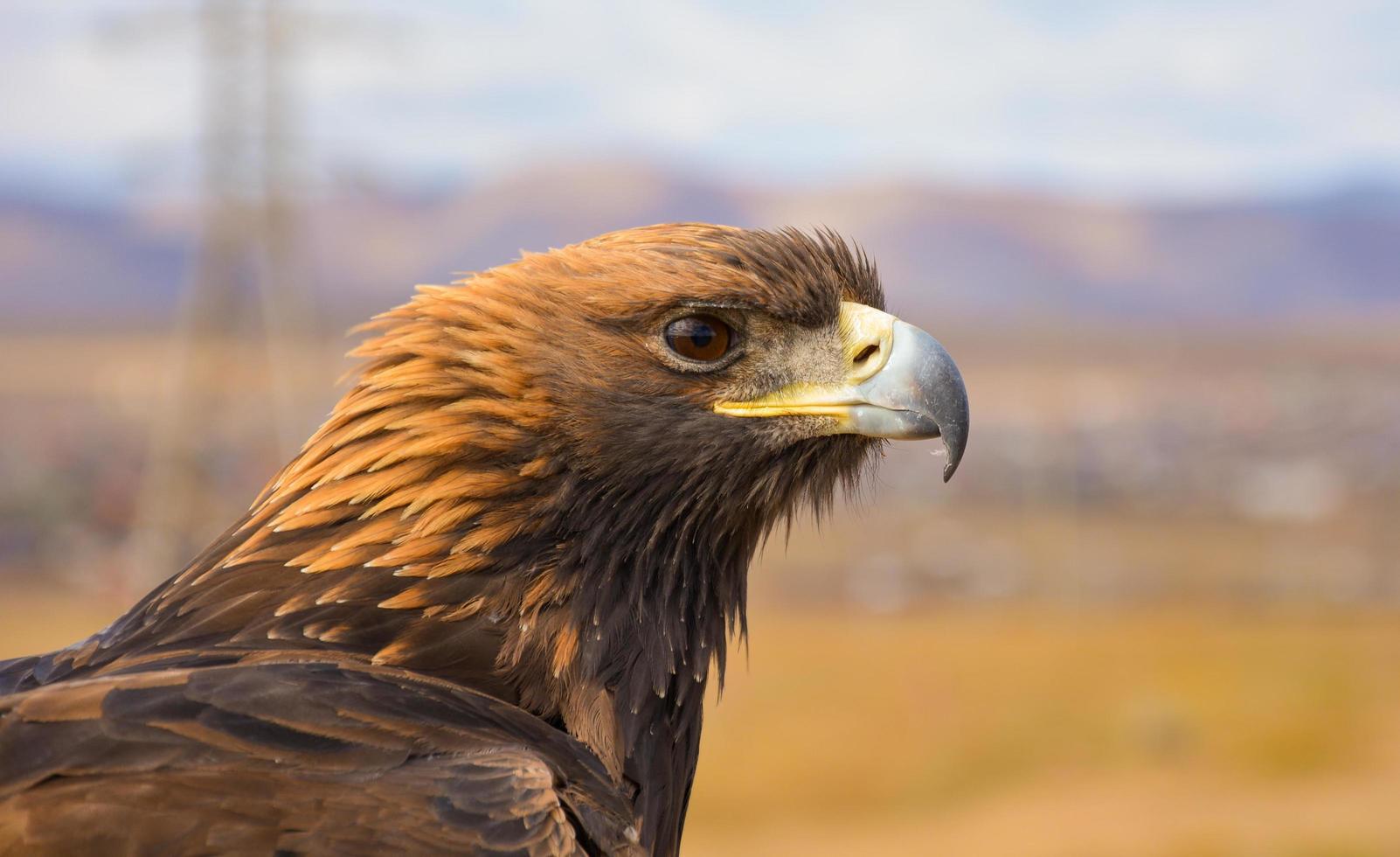 brauner Adler in der Nahaufnahmefotografie foto