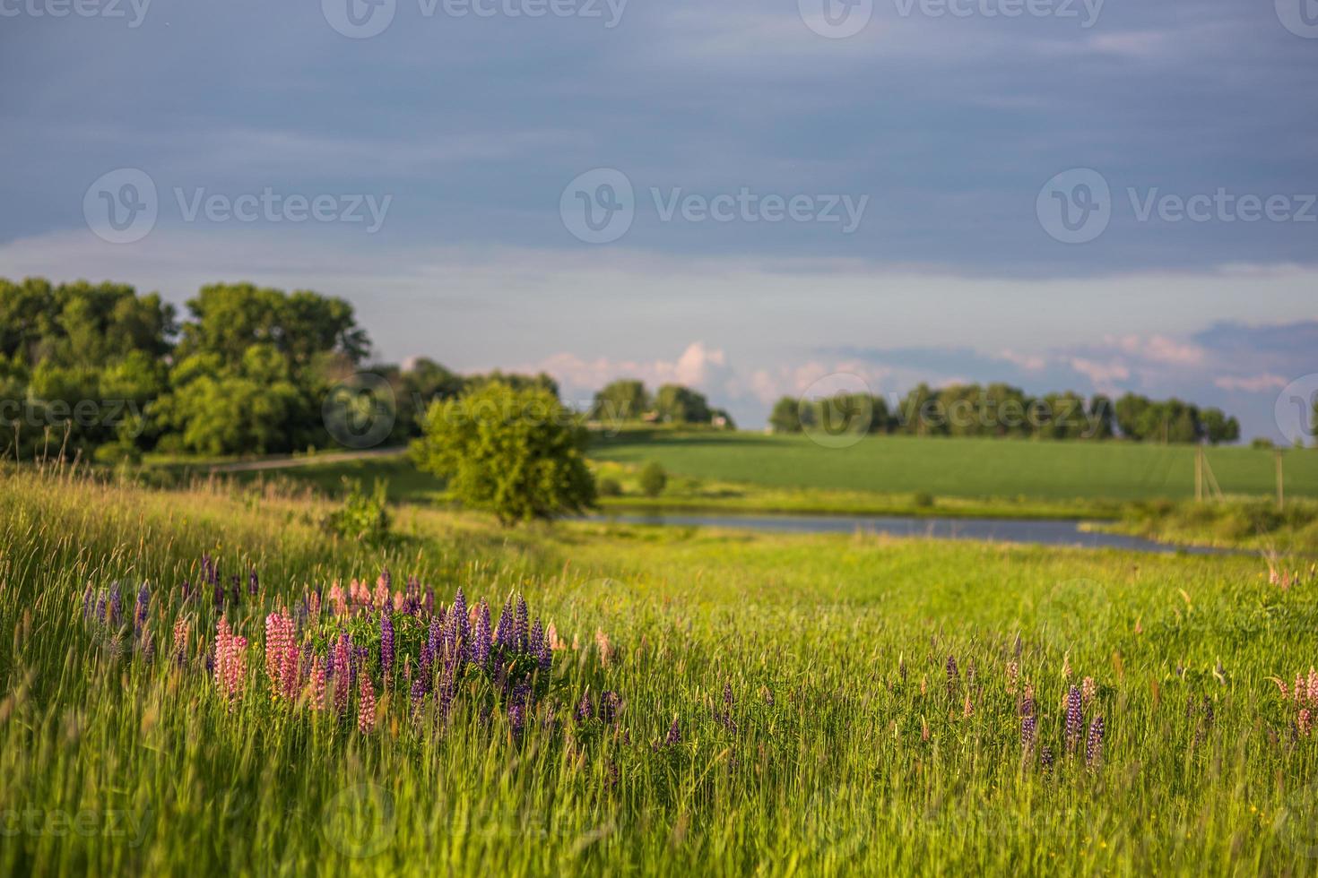 Lupine in Gras Landschaft mit selektivem Fokus foto