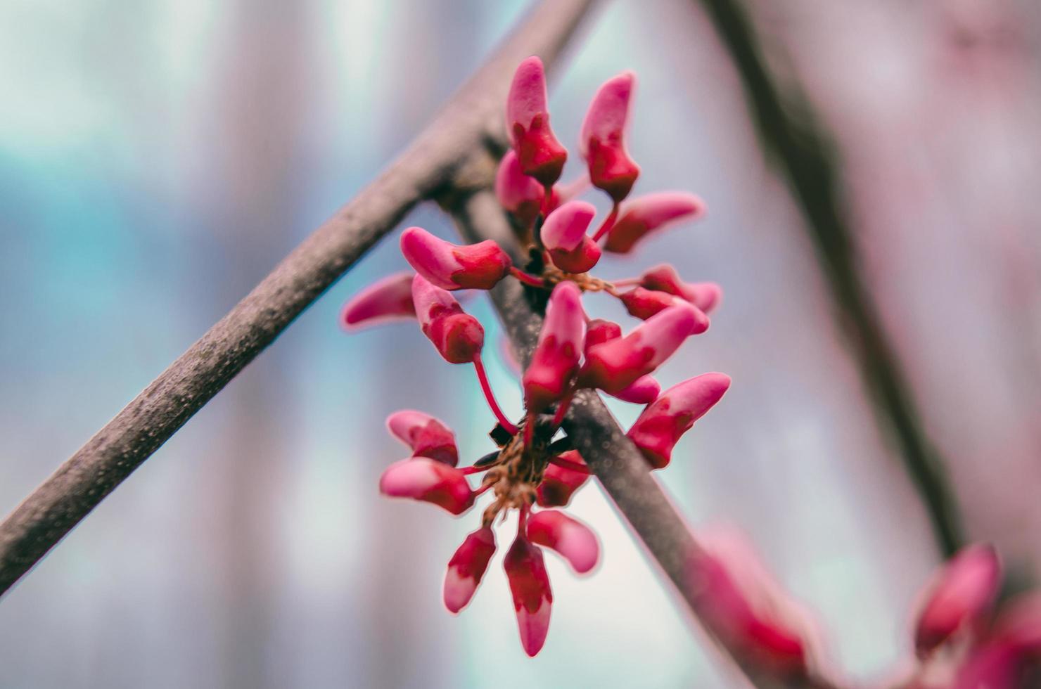 selektiver Fokus einer roten Blume foto