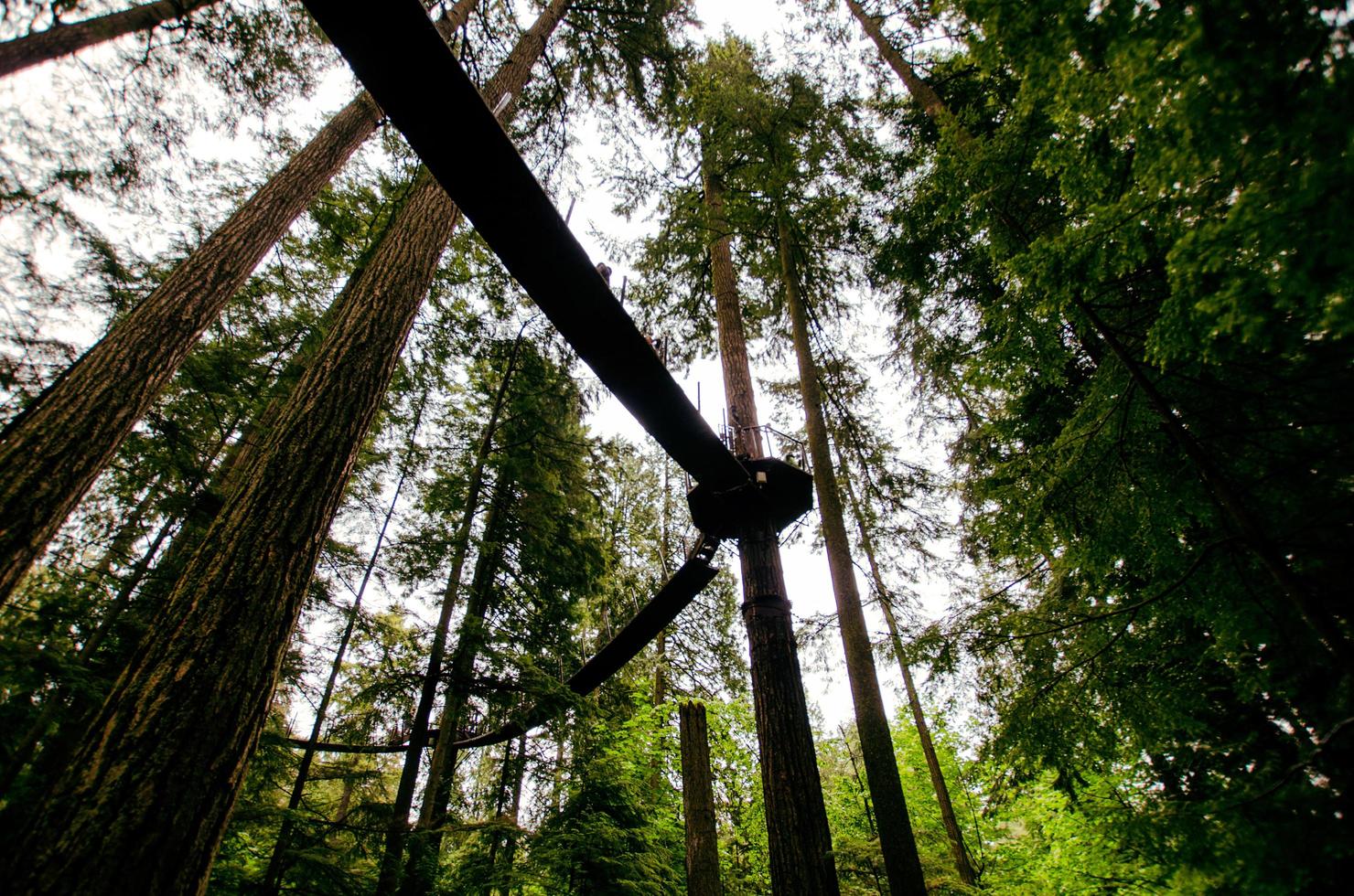 Ansicht der Holzbrücke im Wald foto