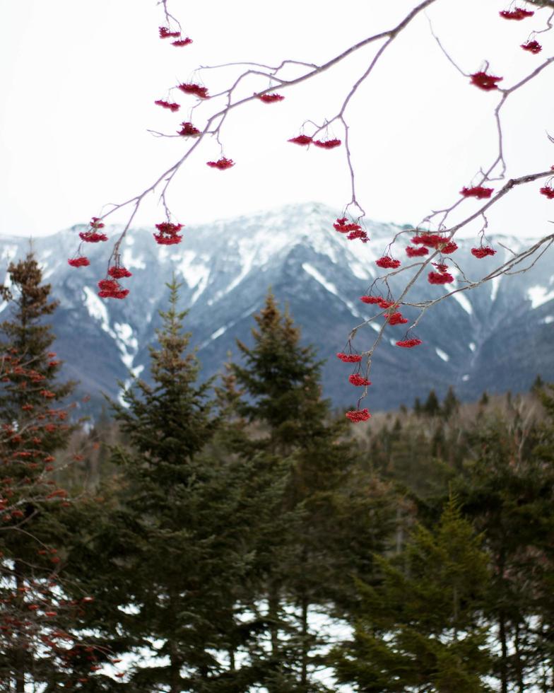 rote Blätter vor Bergen und Bäumen foto