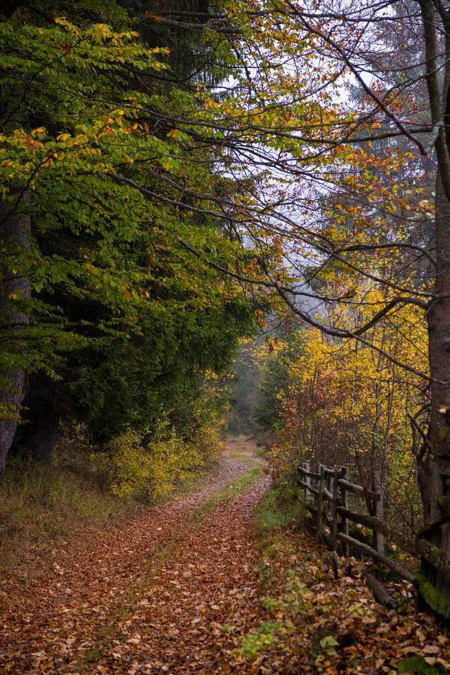 Herbstwald an einem nebligen Morgen foto