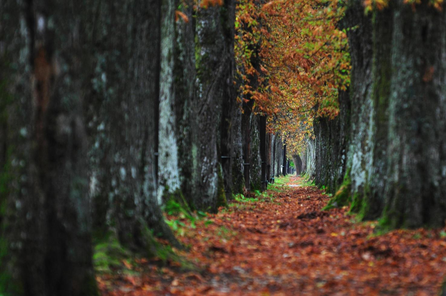 lange Gasse im Herbst Herbstsession foto