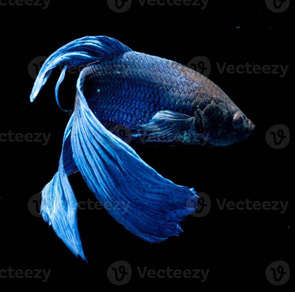 Betta Fisch auf schwarzem Hintergrund foto