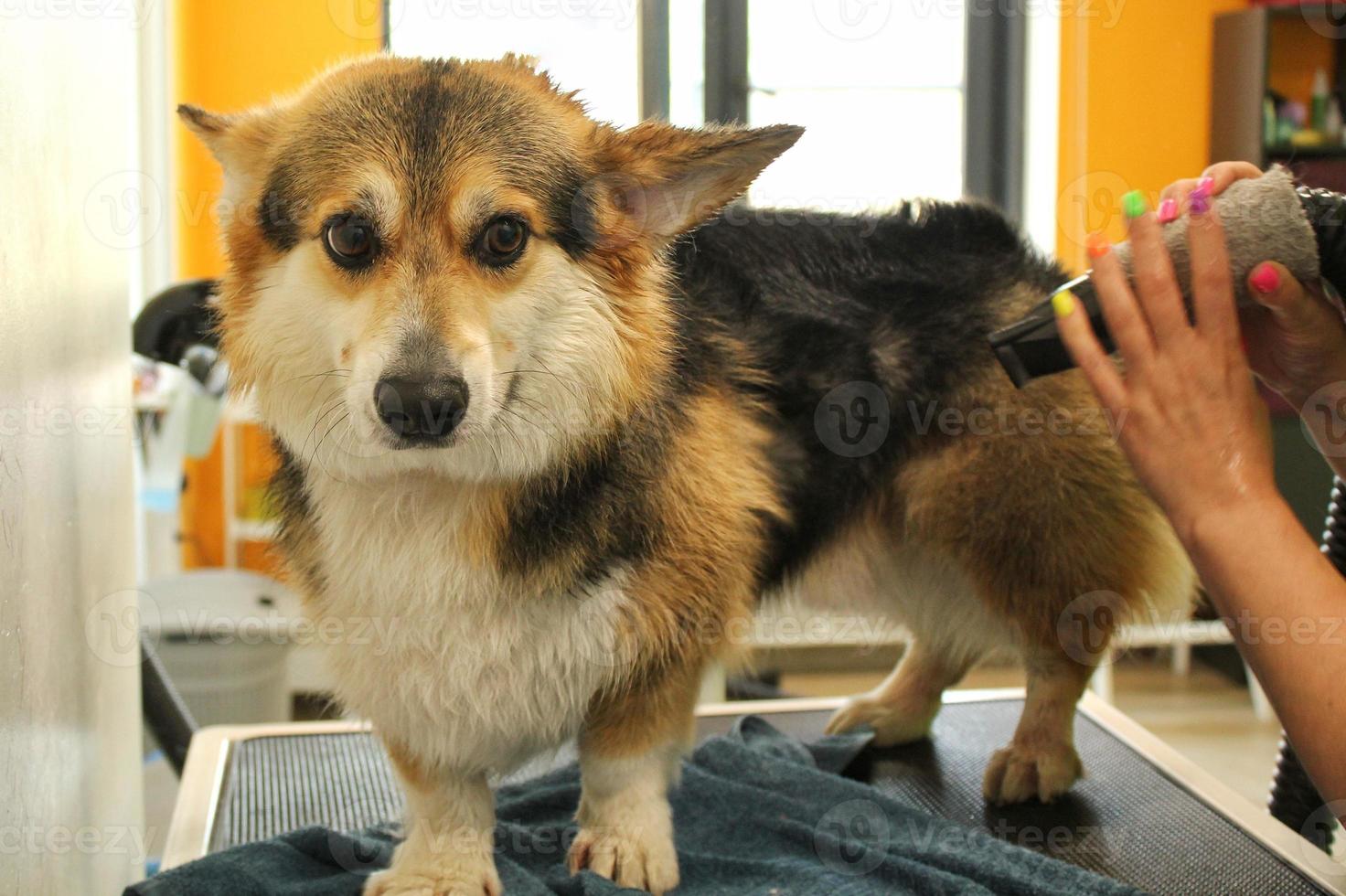 Pet Professional Master Groomer Föhn Corgi Welsh Pembroke Dog nach dem Waschen im Pflegesalon. weibliche hände mit fön, die pelz mit einem gebläse getrocknet bekommen. Tierfrisur-Konzept. Nahansicht. foto