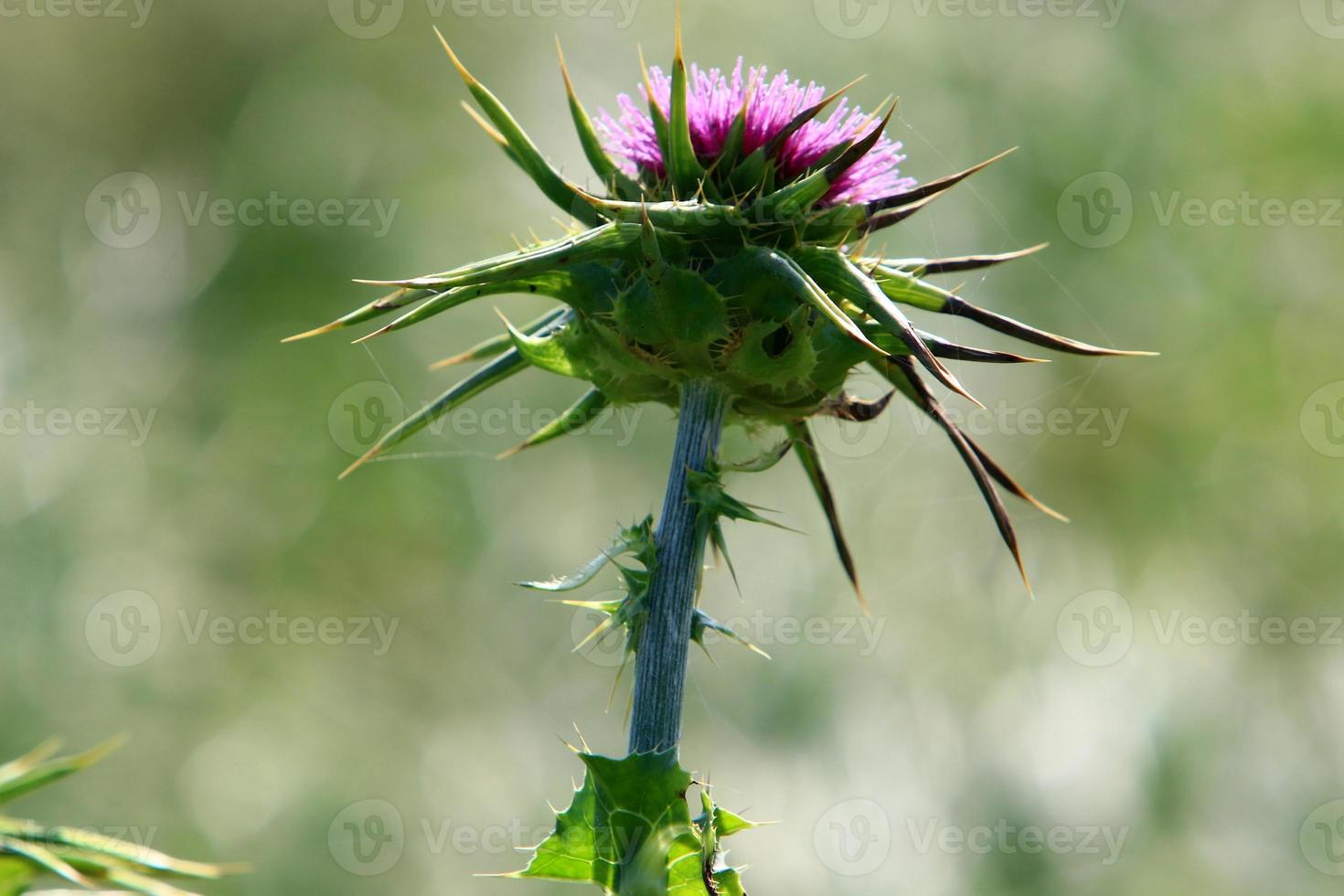 Mariendistel wächst in einer Waldlichtung. foto