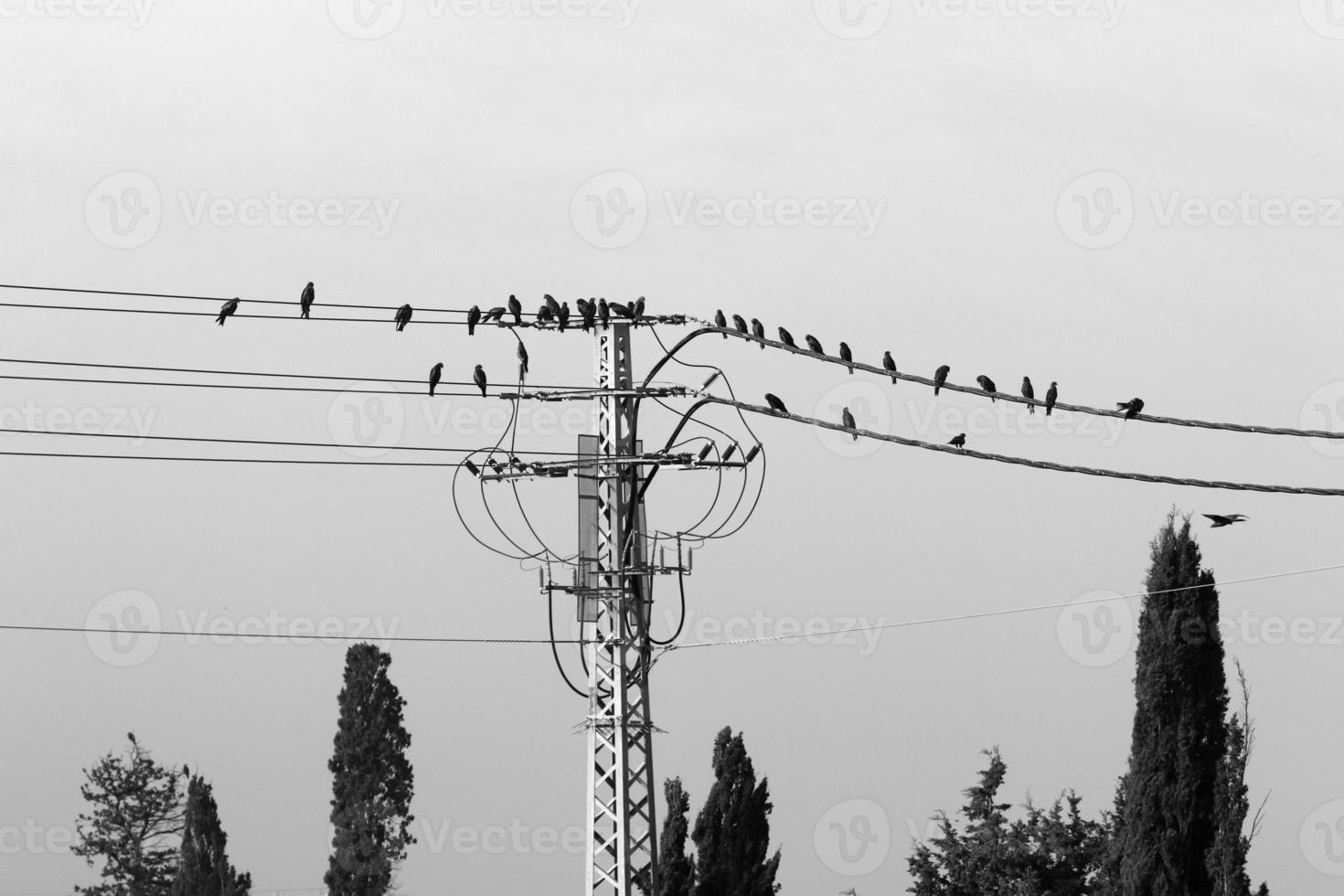 Vögel sitzen auf stromführenden Drähten. foto